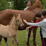 Cosy Avec Terrasse Et Cheminee, 6 Couchages - Api-1-52-1737 Parque de Campismo *